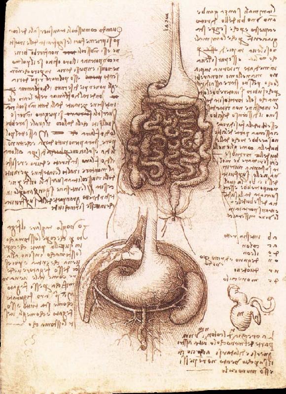 LEONARDO da Vinci Anatomical drawing of the stomach and the intestine oil painting image